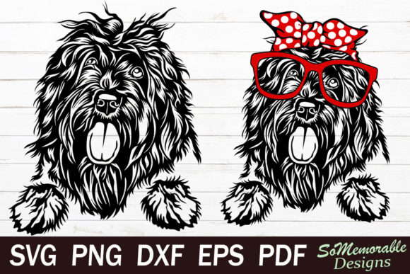 Portuguese Water Dog